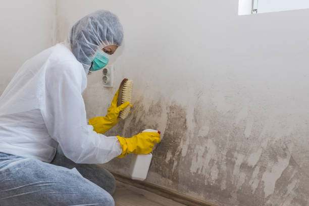 Best Office Mold Removal Services  in Centralia, IL