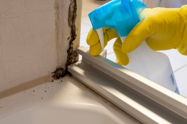 Best Home Mold Removal  in Centralia, IL