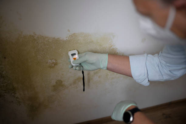 Best Water Damage Restoration  in Centralia, IL