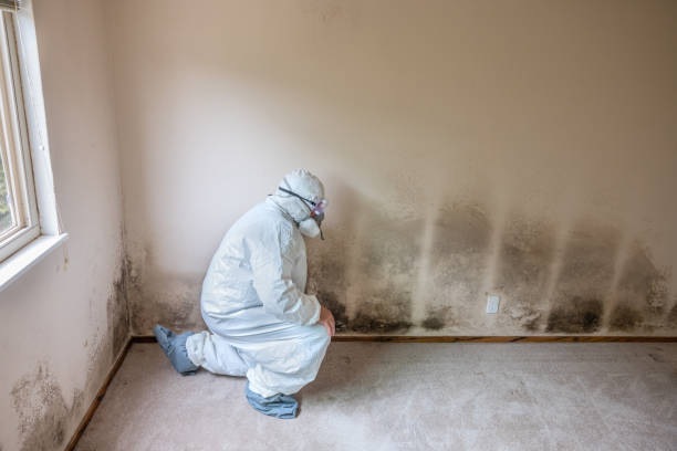 Best Local Mold Removal Service  in Centralia, IL