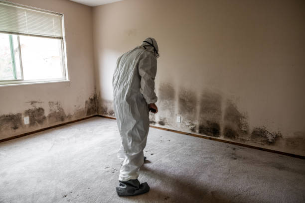 Trusted Centralia, IL Mold Removal Experts